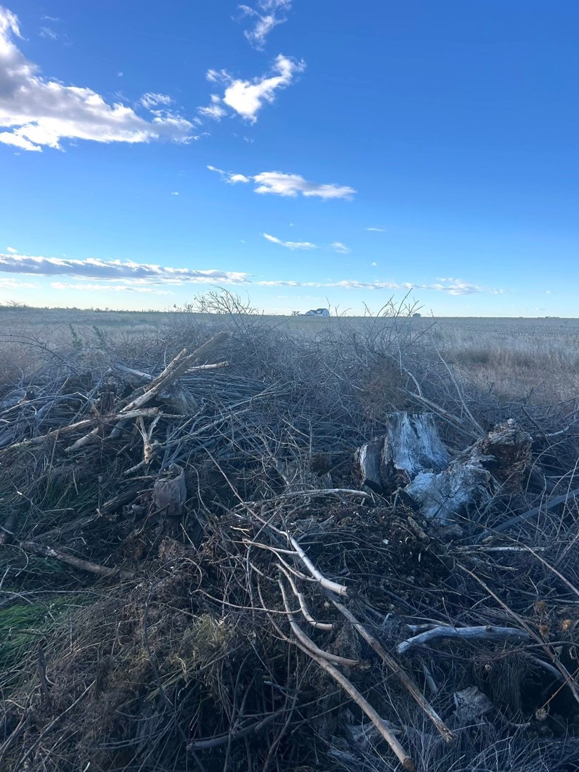 Large pile of branches before removal